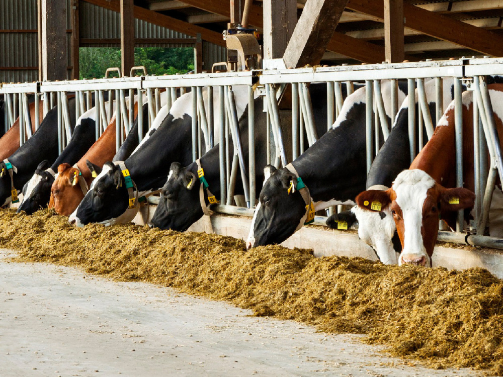 Rinder fressen Futter Rinder fressen Futter