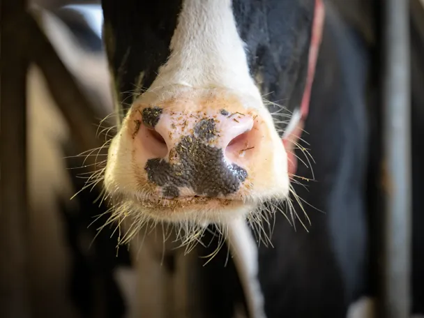 Nahaufnahme Rindermaul