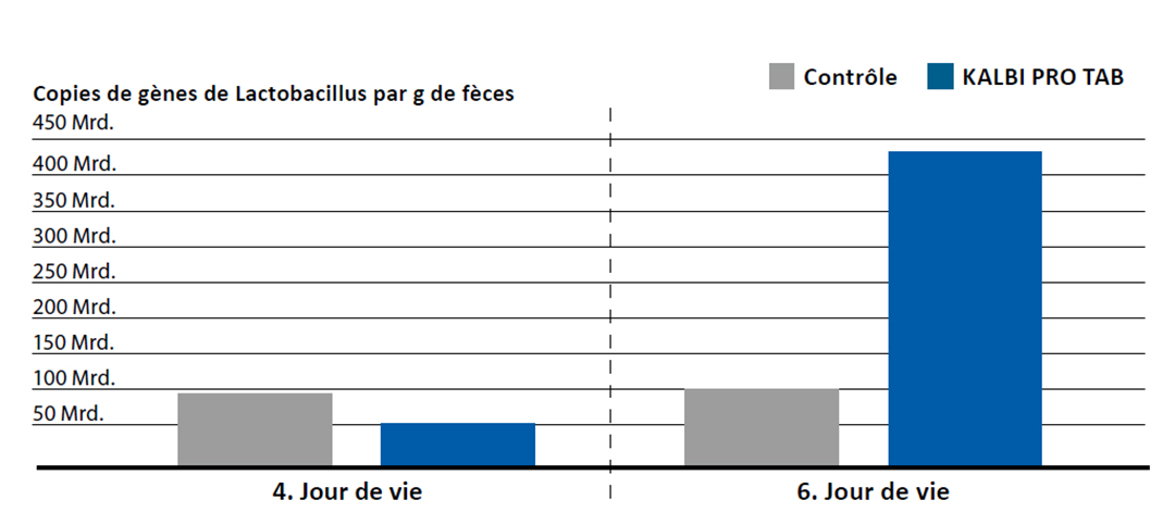Les bactéries lactiques du KALBI PRO TAB colonisent l'intestin rapidement et durablement.